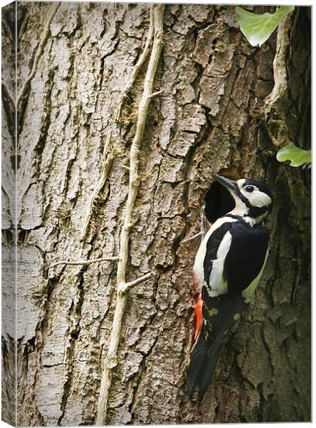 GREAT SPOTTED WOODPECKER Canvas Print by Anthony R Dudley (LRPS)