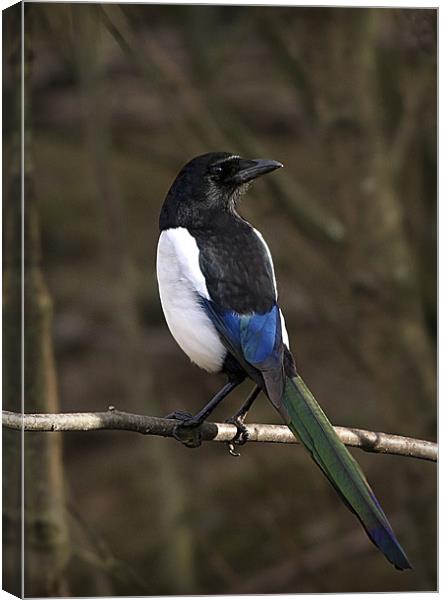 MAGPIE Canvas Print by Anthony R Dudley (LRPS)