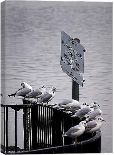 GULL QUEUE Canvas Print by Anthony R Dudley (LRPS)