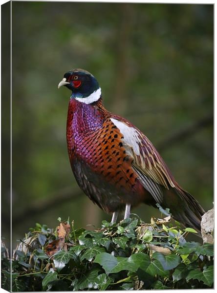 COCK PHEASANT Canvas Print by Anthony R Dudley (LRPS)