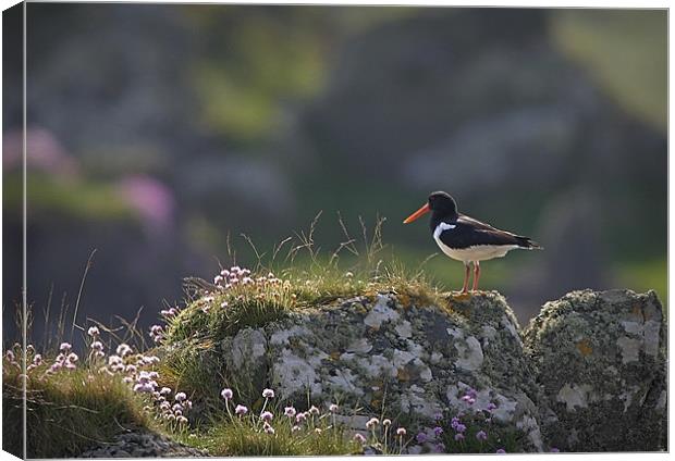 OYSTERCATCHER Canvas Print by Anthony R Dudley (LRPS)