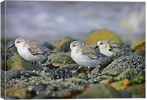 SANDERLING Canvas Print by Anthony R Dudley (LRPS)