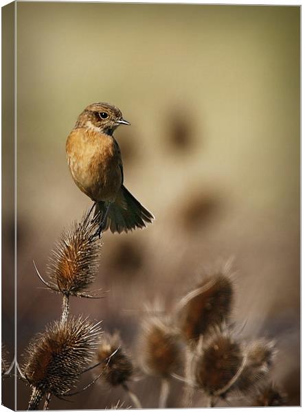 STONECHAT Canvas Print by Anthony R Dudley (LRPS)