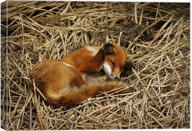 DOZY FOX Canvas Print by Anthony R Dudley (LRPS)
