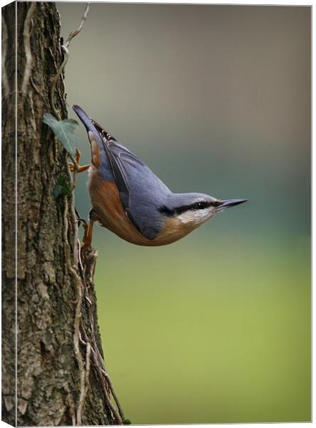 NUTHATCH Canvas Print by Anthony R Dudley (LRPS)