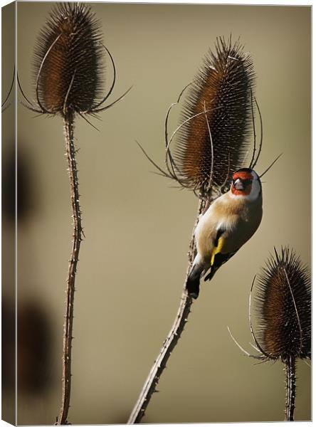 GOLDFINCH AND TEASELS Canvas Print by Anthony R Dudley (LRPS)