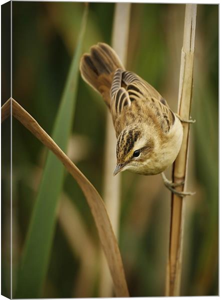 SEDGE WARBLER Canvas Print by Anthony R Dudley (LRPS)