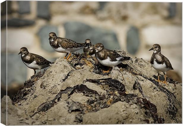 TURNSTONE Canvas Print by Anthony R Dudley (LRPS)