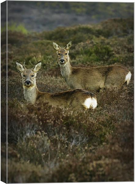 SIKA DEER #1 Canvas Print by Anthony R Dudley (LRPS)