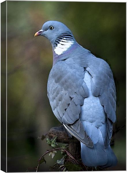 WOOD PIGEON Canvas Print by Anthony R Dudley (LRPS)