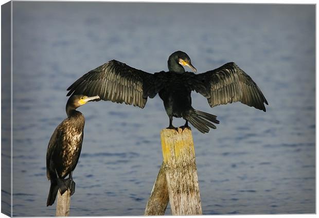CORMORANT Canvas Print by Anthony R Dudley (LRPS)