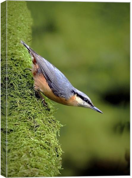 NUTHATCH #2 Canvas Print by Anthony R Dudley (LRPS)