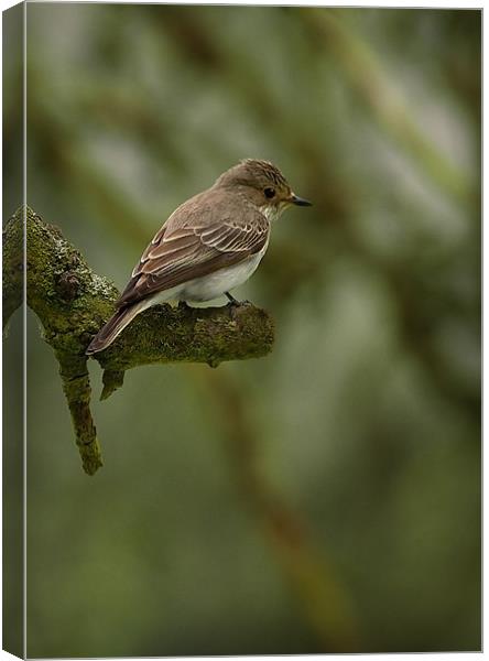 SPOTTED FLYCATCHER Canvas Print by Anthony R Dudley (LRPS)