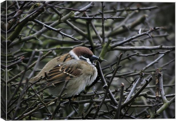 TREE SPARROW Canvas Print by Anthony R Dudley (LRPS)