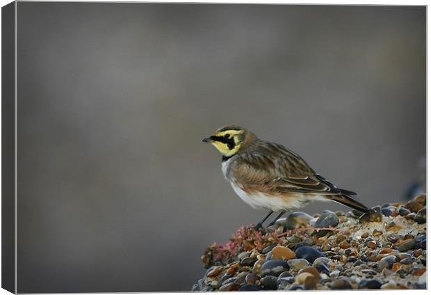SHORE LARK Canvas Print by Anthony R Dudley (LRPS)