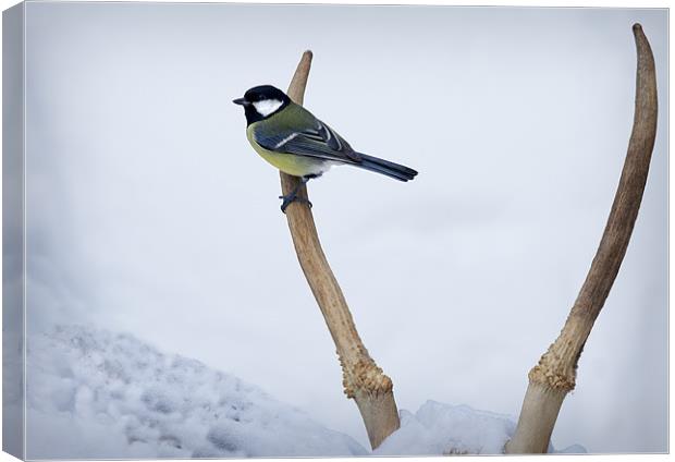 GREAT TIT AND ANTLERS Canvas Print by Anthony R Dudley (LRPS)