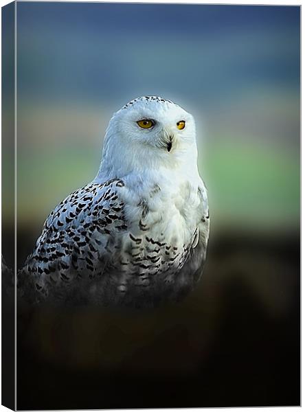 SNOWY OWL Canvas Print by Anthony R Dudley (LRPS)