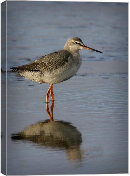 SPOTTED REDSHANK Canvas Print by Anthony R Dudley (LRPS)