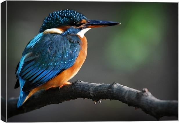 KINGFISHER Canvas Print by Anthony R Dudley (LRPS)