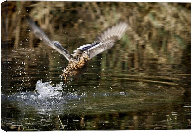 MALLARD LIFT OFF Canvas Print by Anthony R Dudley (LRPS)