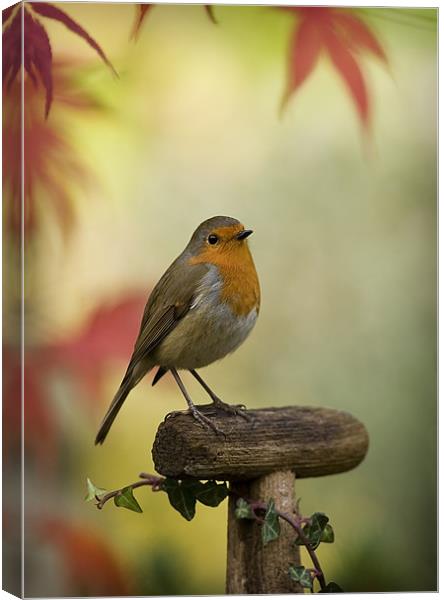 ROBIN AND ACER Canvas Print by Anthony R Dudley (LRPS)