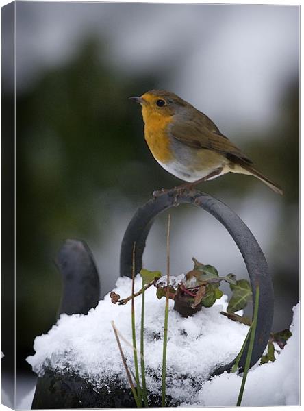 ROBIN ON OLD KETTLE Canvas Print by Anthony R Dudley (LRPS)