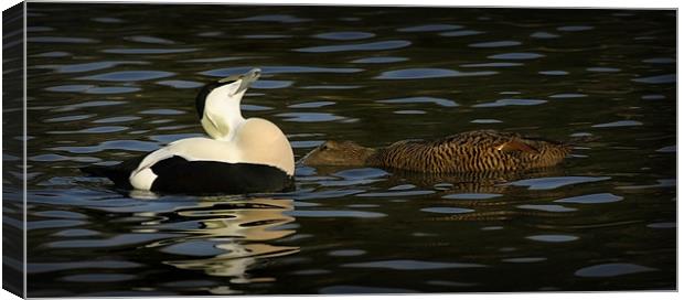 COMMON EIDER DISPLAY Canvas Print by Anthony R Dudley (LRPS)