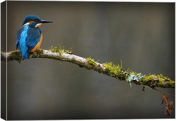 KINGFISHER #5 Canvas Print by Anthony R Dudley (LRPS)