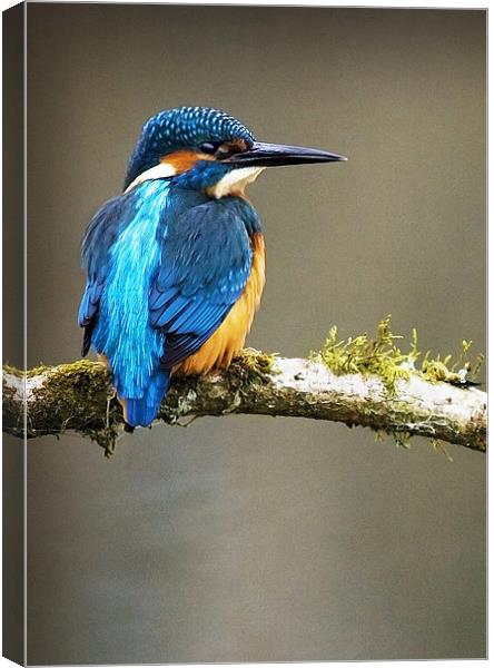 KINGFISHER #7 Canvas Print by Anthony R Dudley (LRPS)