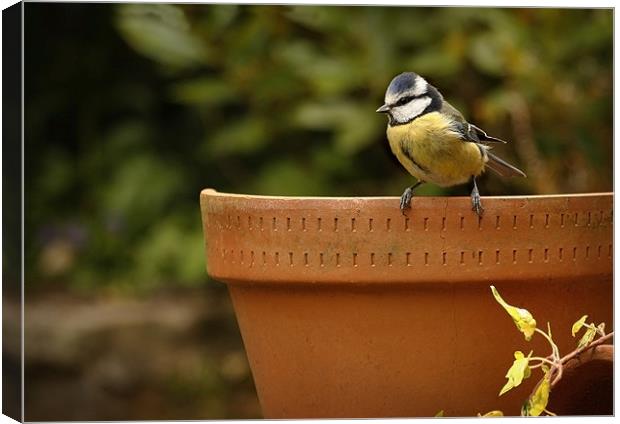 BLUE TIT ON OLD POT Canvas Print by Anthony R Dudley (LRPS)