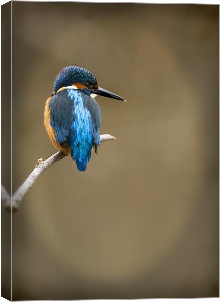 KINGFISHER #8 Canvas Print by Anthony R Dudley (LRPS)