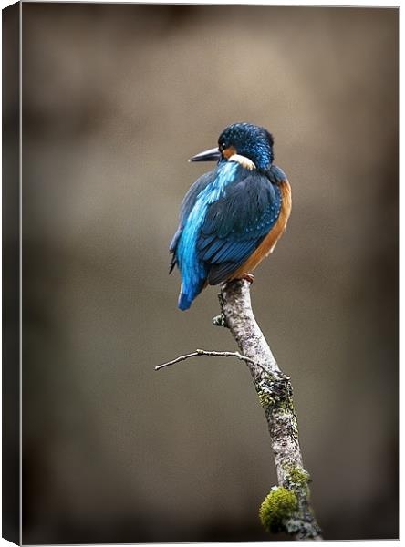 KINGFISHER#9 Canvas Print by Anthony R Dudley (LRPS)