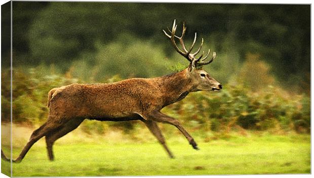 RUNNING DEER Canvas Print by Anthony R Dudley (LRPS)