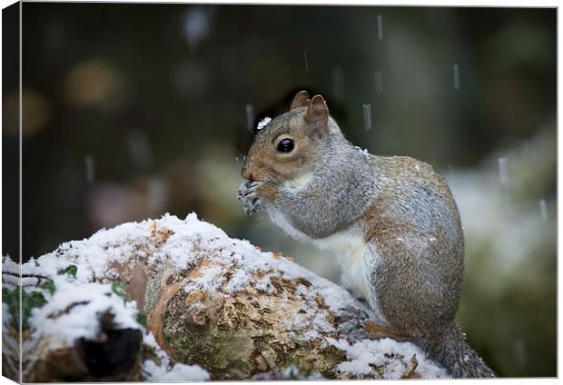 GREY SQUIRREL Canvas Print by Anthony R Dudley (LRPS)