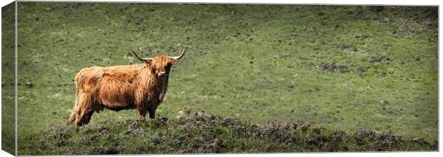 HIGHLAND CATTLE Canvas Print by Anthony R Dudley (LRPS)