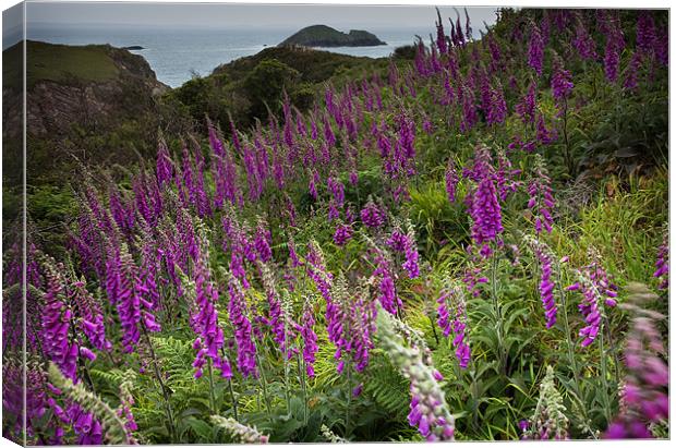 FOXGLOVES Canvas Print by Anthony R Dudley (LRPS)