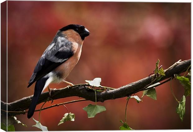 BULLFINCH Canvas Print by Anthony R Dudley (LRPS)