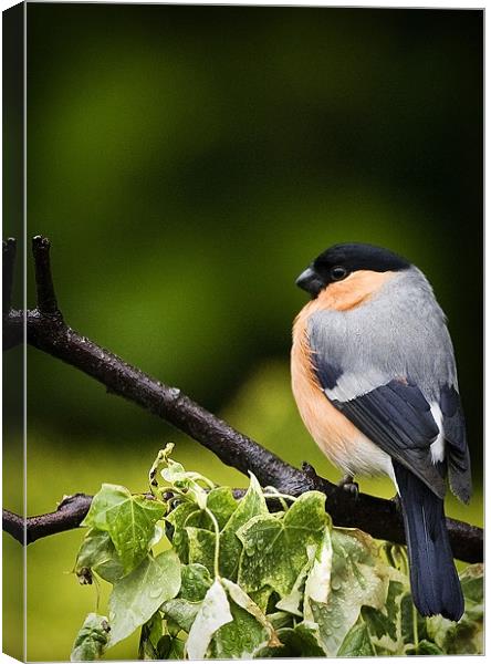 BULLFINCH #1 Canvas Print by Anthony R Dudley (LRPS)
