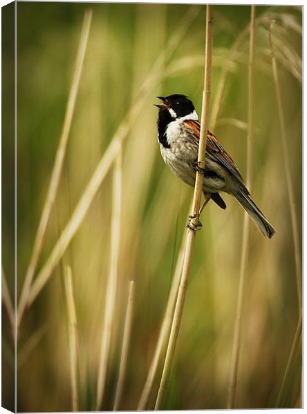 SINGING REED BUNTING Canvas Print by Anthony R Dudley (LRPS)