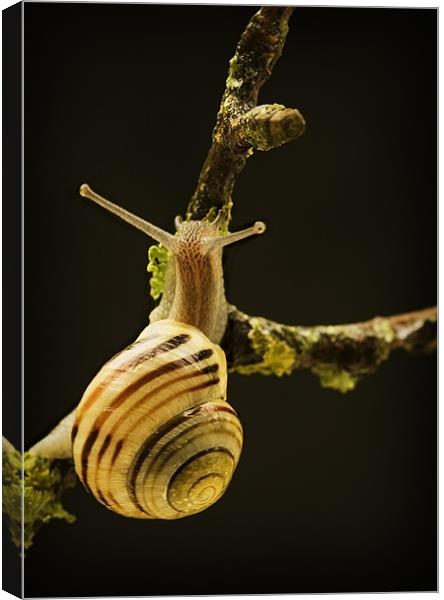 BANDED SNAIL Canvas Print by Anthony R Dudley (LRPS)