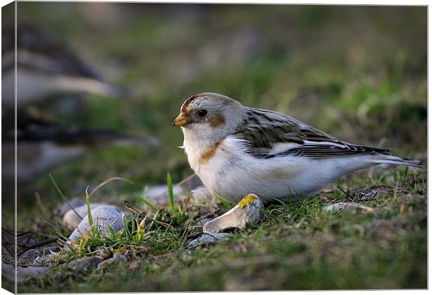 SNOW BUNTING #2 Canvas Print by Anthony R Dudley (LRPS)