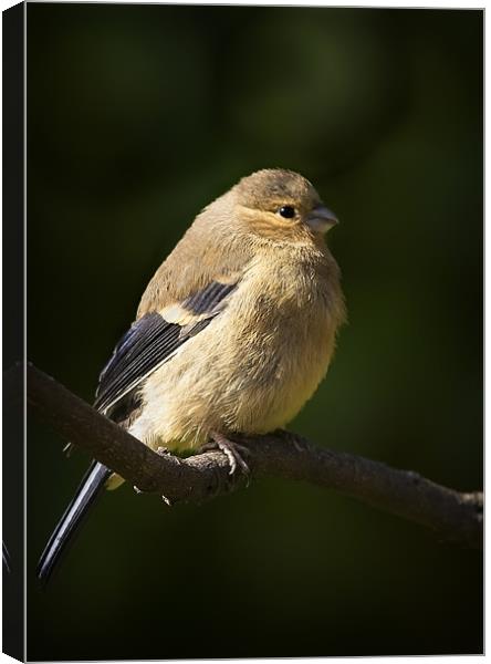 YOUNG BULLFINCH Canvas Print by Anthony R Dudley (LRPS)