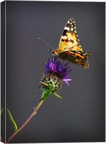 PAINTED LADY Canvas Print by Anthony R Dudley (LRPS)