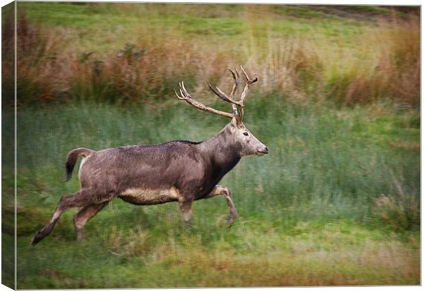 PERE DAVID DEER Canvas Print by Anthony R Dudley (LRPS)