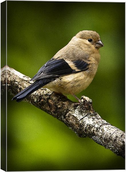 YOUNG BULLFINCH #1 Canvas Print by Anthony R Dudley (LRPS)