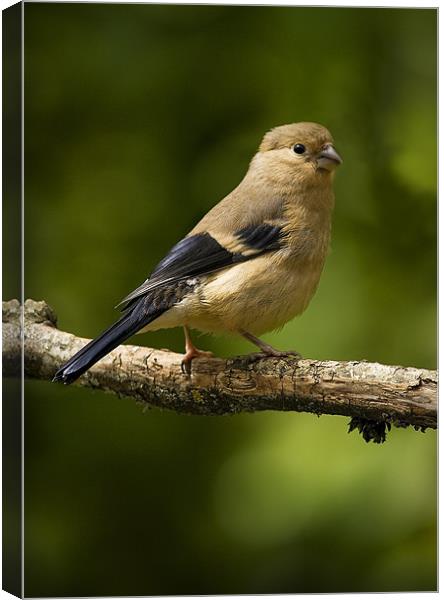 YOUNG BULLFINCH #2 Canvas Print by Anthony R Dudley (LRPS)