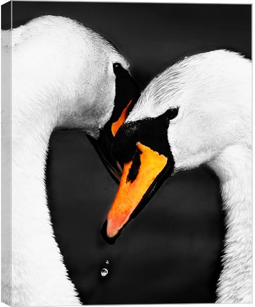 SWAN EMBRACE Canvas Print by Anthony R Dudley (LRPS)