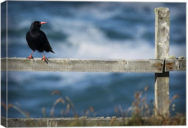 CHOUGH #1 Canvas Print by Anthony R Dudley (LRPS)