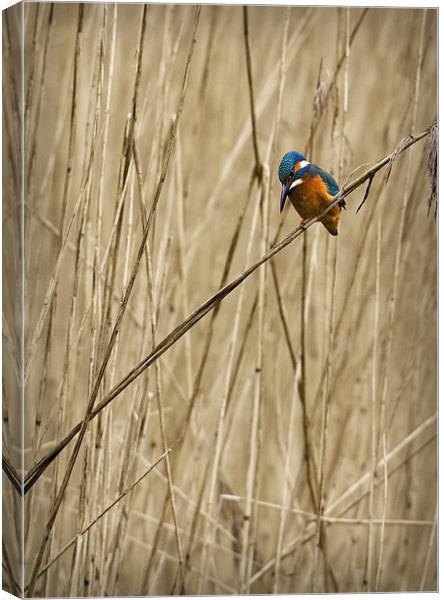 KINGFISHER IN THE REEDS Canvas Print by Anthony R Dudley (LRPS)