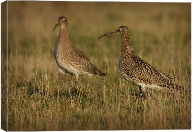 CURLEWS IN THE WINTER SUN Canvas Print by Anthony R Dudley (LRPS)